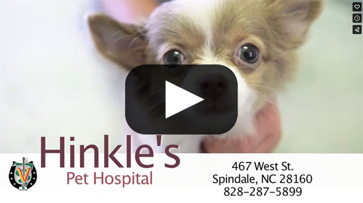 Meet Hinkle's Pet Hospital