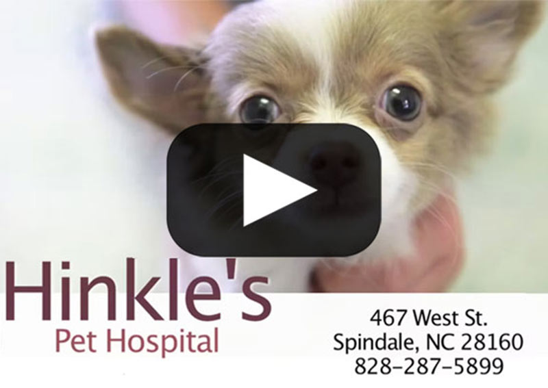 Carousel Slide 1: Learn more about Hinkle's Pet Hospital